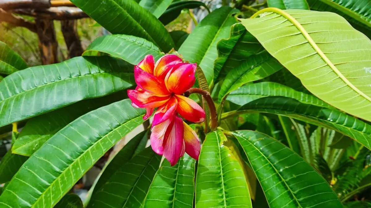 Willa Onyx-- A Gem At Dee'S Pearl Carriacou